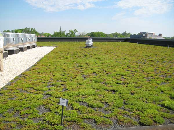 Green Roof on the FedEx Global Education Center